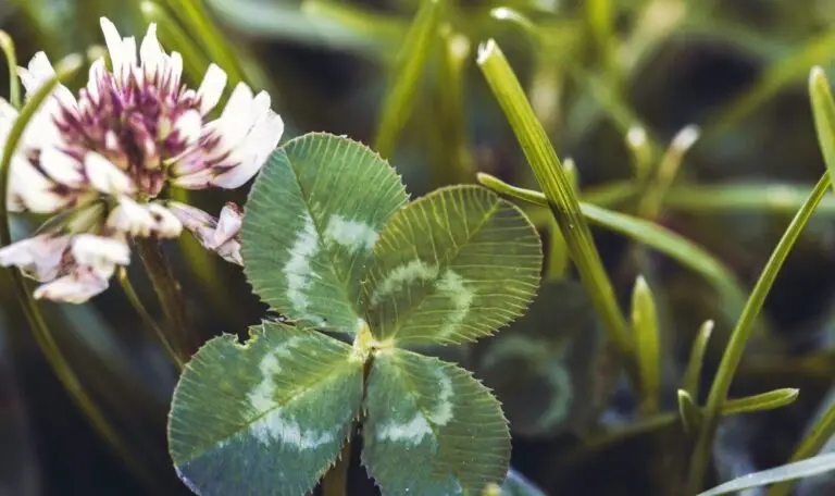 a four leaf clover