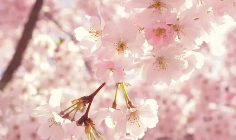 blooming tree in spring